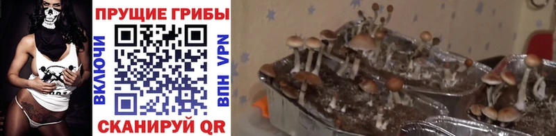 Галлюциногенные грибы Cubensis  MEGA ссылка  Нововоронеж  где продают наркотики 